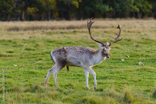 deer in the field © Ognyan