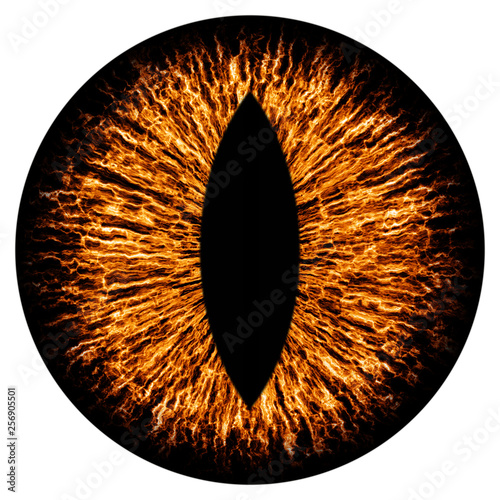 Evil animal eye iris macro illustration photo