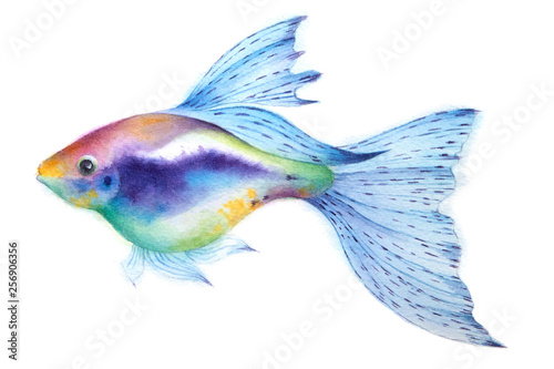 Aquarium guppy fish. Tropical coral reef sealife. Watercolor illustration.
