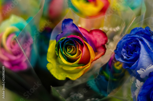 Rosa com pétalas coloridas