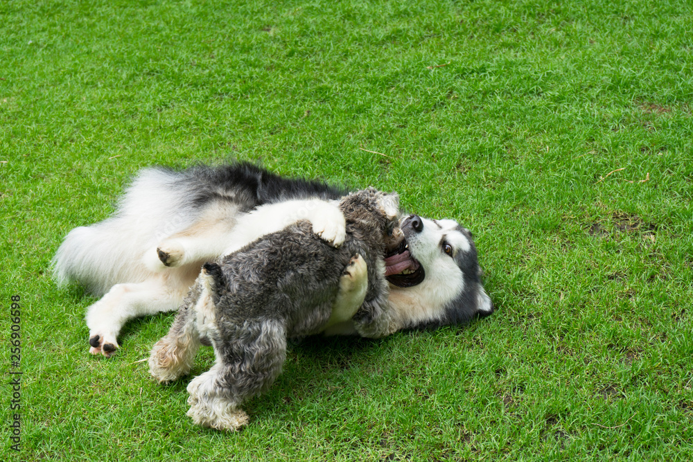two dogs playing together on the grass two dogs playing together on the grass