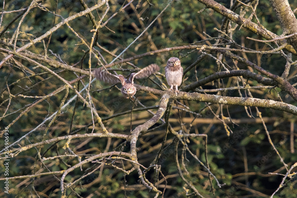 Ein fliegender und ein sitzender Jungkauz an einem abgestorbenem Baum Ein fliegender und ein sitzender Jungkauz an einem abgestorbenem Baum