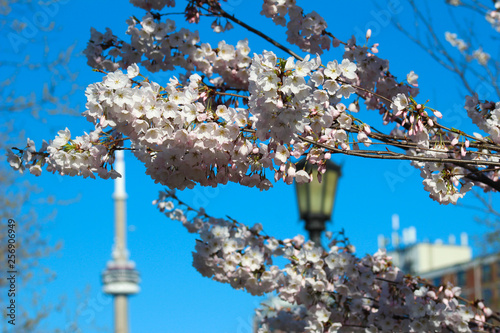 Photography Cherry blossoms in the park