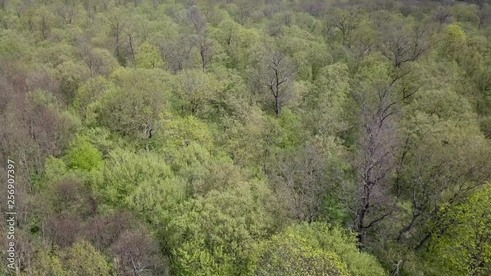 Aerial view of a green forest with tall, green trees Aerial view of a green forest with tall, green trees