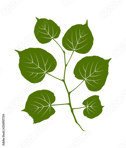 linden twig