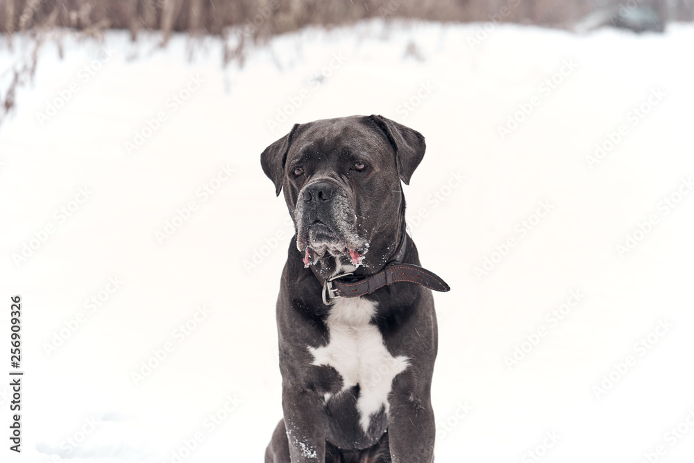 Grey Cane corso dog is sitting in winter forest 