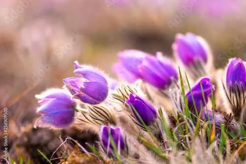 Greater pasque flowers (Pulsatilla grandis) with water drops, nature reserve in 