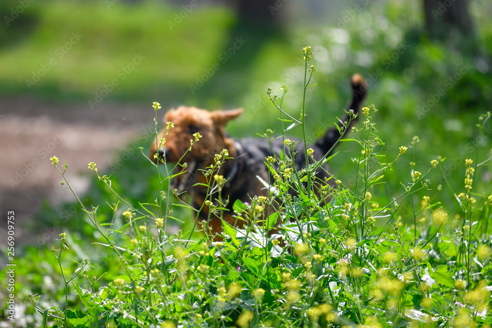 Fototapeta premium Airedale Terrier dog (1.3 year old) enjoys a walk in nature