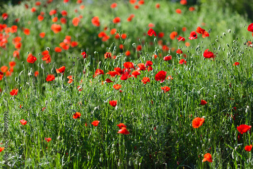 field of red poppies