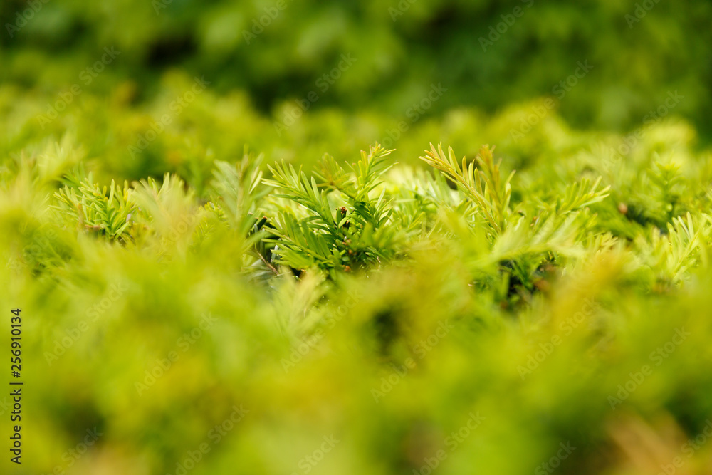 moss on tree moss on tree