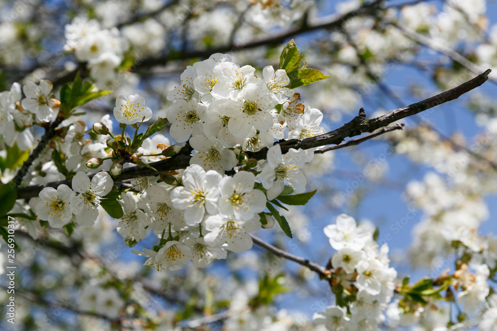 cherry tree blossom