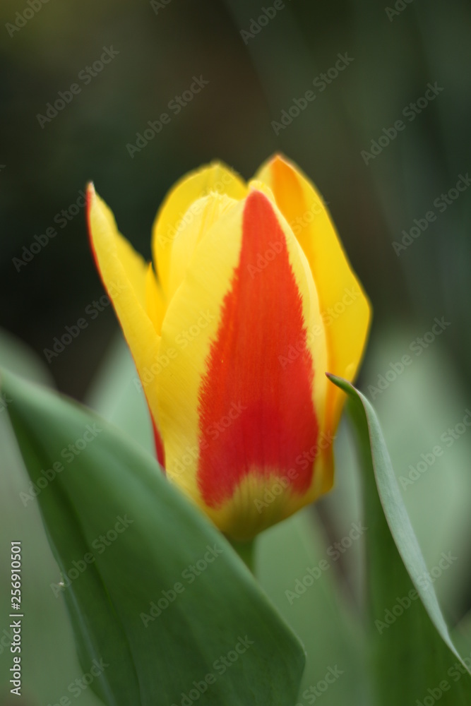 Fototapeta premium red tulip