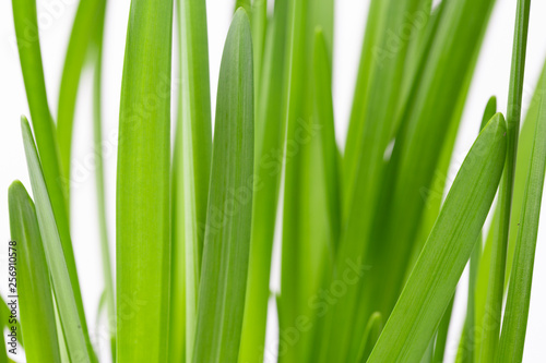green leaves of narcissus