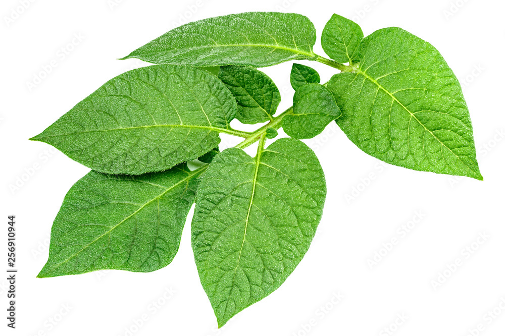 Fototapeta premium branch of potato bush