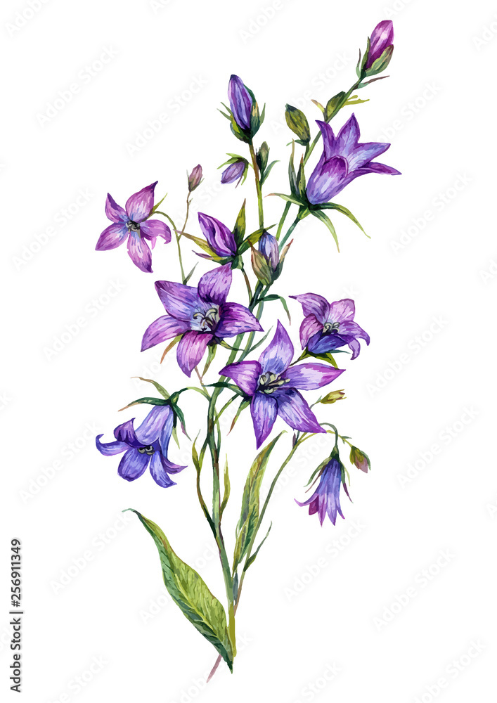 Watercolor Bluebell Botanical Illustration Watercolor Bluebell Botanical Illustration