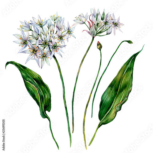 Watercolor Ramson Composition