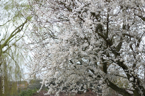 Winter Blossom