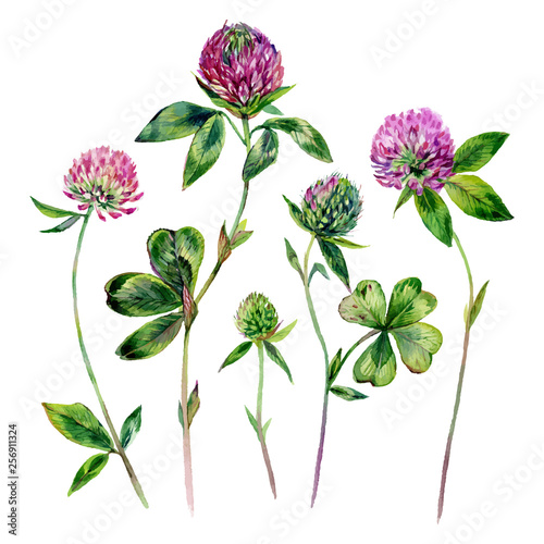 Watercolor Clover Elements