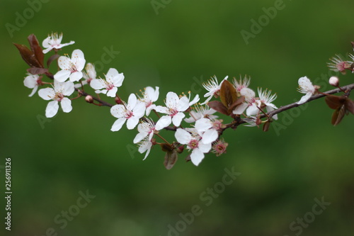 Winter Blossom