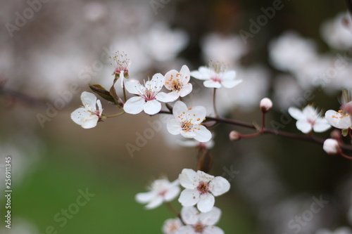 Winter Blossom