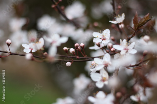 Winter Blossom