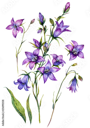 Fototapeta Naklejka Na Ścianę i Meble -  Watercolor Bluebell Botanical Illustration Set