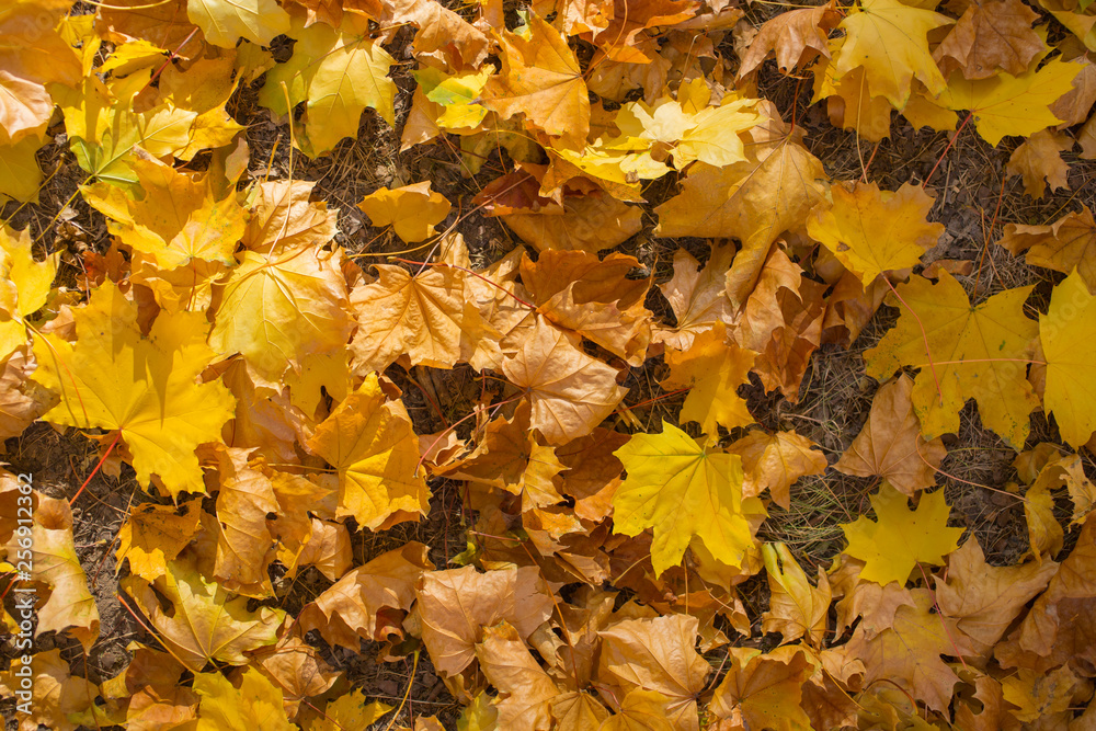 Field of maple leaves. Autumn carpet. Trees threw off foliage.