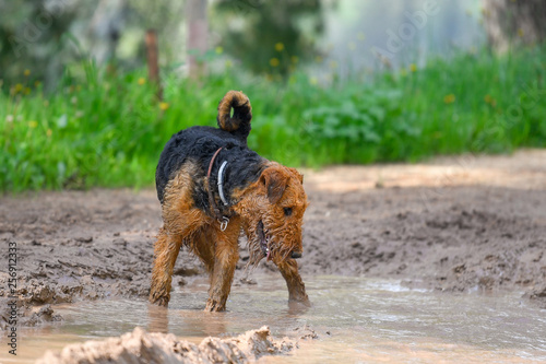 Fototapeta Naklejka Na Ścianę i Meble -  Airedale Terrier dog (1.3 year old) enjoys a walk in nature