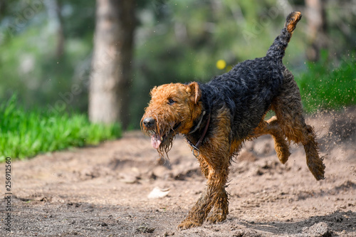 Airedale Terrier dog (1.3 year old) enjoys a walk in nature