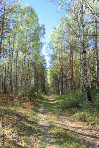 Forest road in early autumn. Trees wall stand to the left and right of the road.