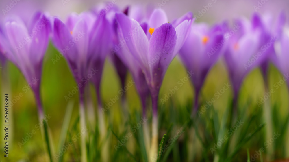 Crocus Crocus