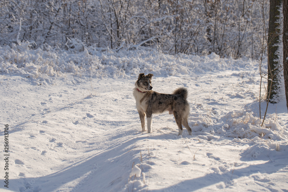 Naklejka premium The alpha male of the Australian Shepherd dominates the winter forest. The predator controls its territory. Bypass possession.