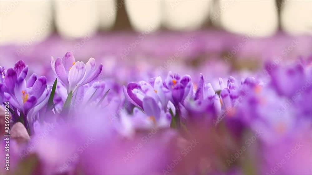4k footage of fairytale sunlight on spring flower crocus. View of magic blooming spring flowers crocus growing in wildlife. Majestic colors of spring flower crocus