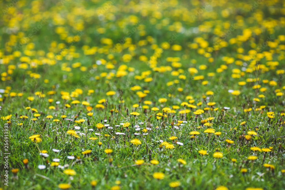 Fototapeta premium Forest Glade with green grass and yellow dandelion flowers and white daisies