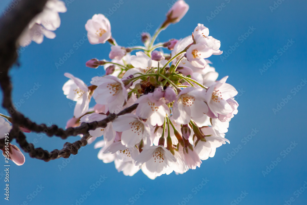 Bezauberndes Baumblüten-Ensemble leuchtet in der Frühlingssonne Bezauberndes Baumblüten-Ensemble leuchtet in der Frühlingssonne