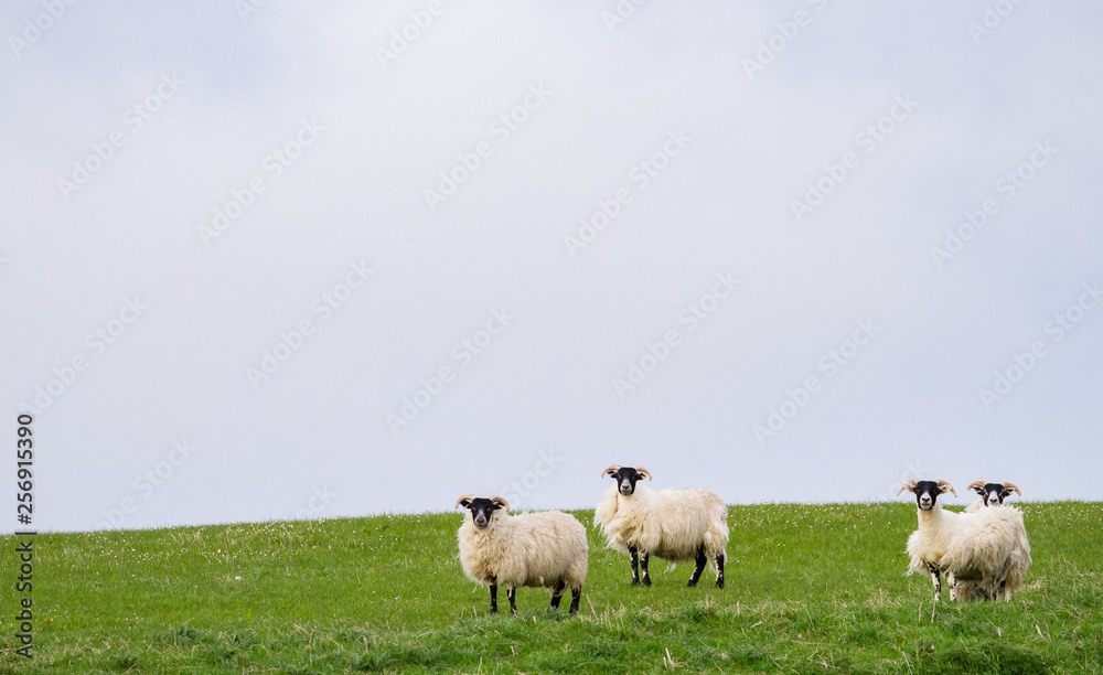 Sheep graze in a grassy field beneath dark cloudy skies on the island of Islay, Scotland.