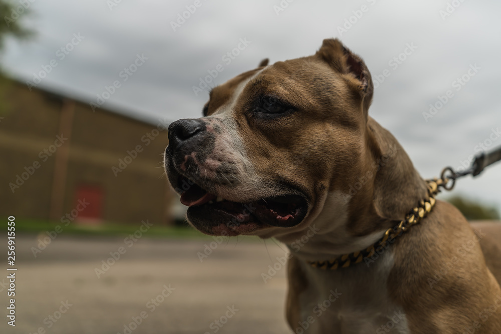 American Bully dog alert and happy