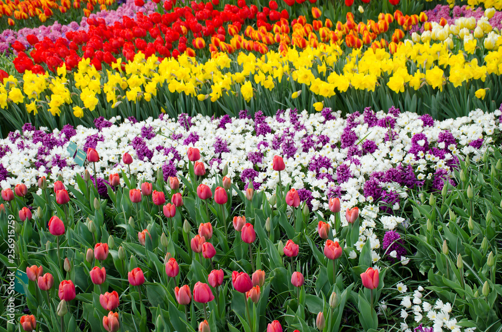 Red-pink tulips, yellow narcissus, purple hyacinths and white anemones flowers field in Keukenhof garden, Netherlands, Holland
