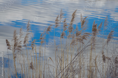 Yellow spikelets on the background of reflection of clouds and blue sky in the reflection of water.