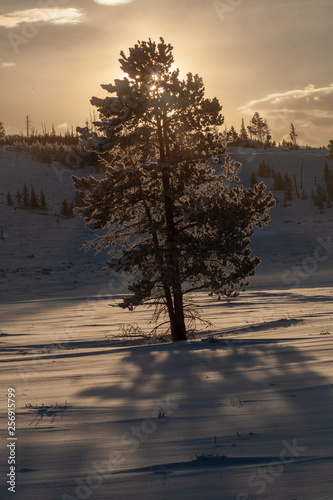 The sun backlights a tree in a valley of snow