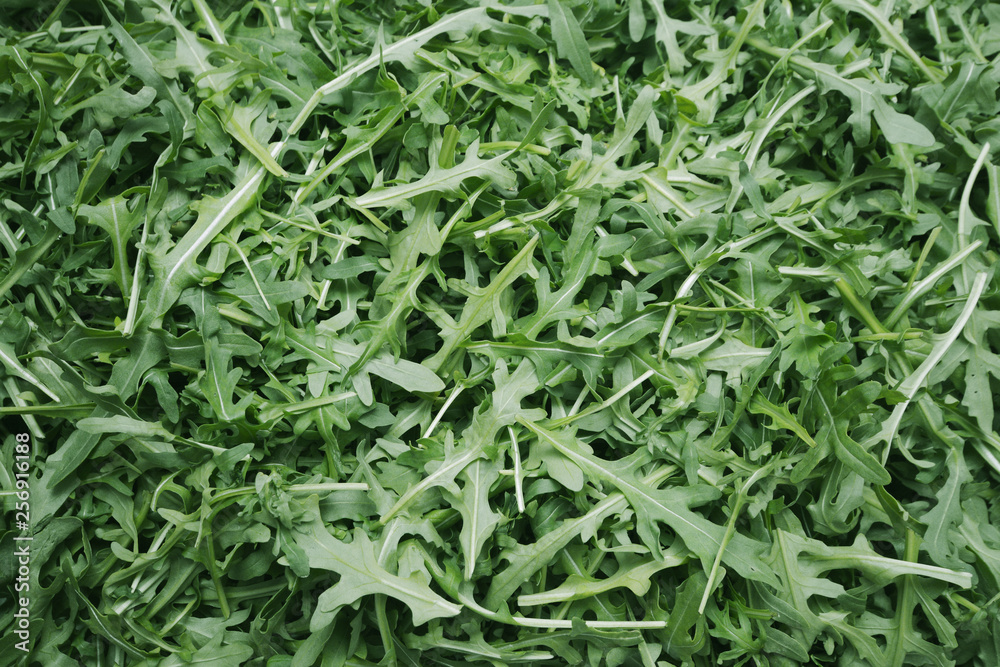 Fresh green arugula closeup background Fresh green arugula closeup background