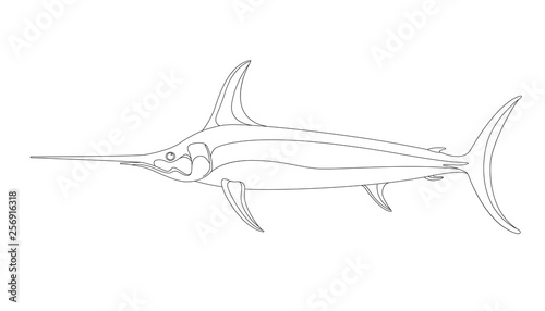 atlantic swordfish,vector illustration ,lining draw