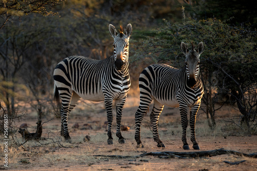 Zebra in last light of day