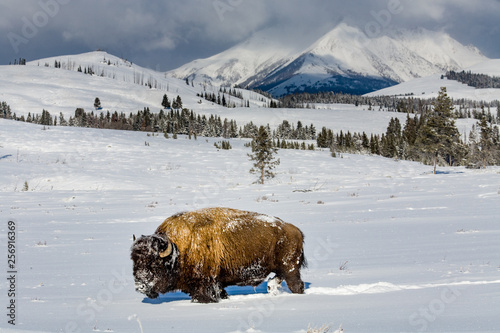 A Bison making it's way through the snow in the valley
