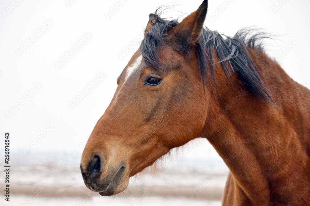 Horse Beauty Head Portrait Close up Horse Beauty Head Portrait Close up