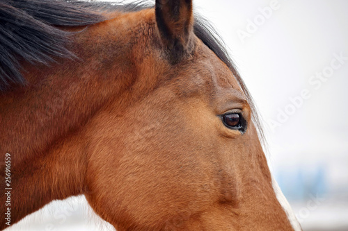Horse Beauty Head Portrait Close up