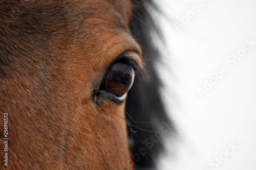 Horse Eye Close up 