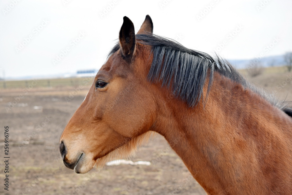 Obraz premium Brown Horse Head Beauty Closeup