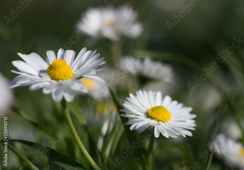 Daisy persistent and widespread growth  heralding the arrival of spring to our gardens  has resulted in children using its flowers to make necklaces and adults desperately trying to rid  weed .