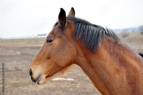 Brown Horse Head Beauty Closeup  © KikkiaJackson